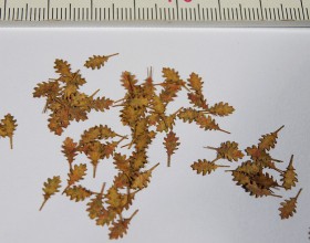 L3-206 Northern Red Oak - dry leaves 