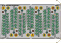 EDU-36168 Sunflowers/slunečnice - colour