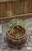 VG3-016 Cannabis (Hanfpflanze)