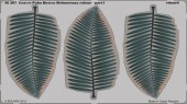 EDU-36207 Leaves Palm Howea Belmoreana colour