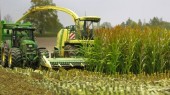 23288 Maize (corn) plant