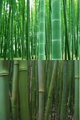 GL-068-GN Green Line -Bamboo, green