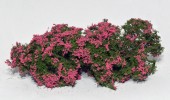 MS701-93S 	Flowering shrubs – Pink