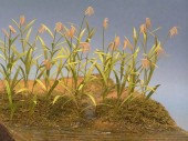 A-13 Reed Canary Grass