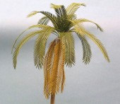 A-15 Palm Leaves