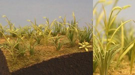 A-16 Weeds,Foxtail Grass