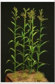 GL-101-14-GN Corn/Maize 14pc Paper Plant set - Fire green