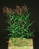 GL-113-CHA Reed plants - Chamoise